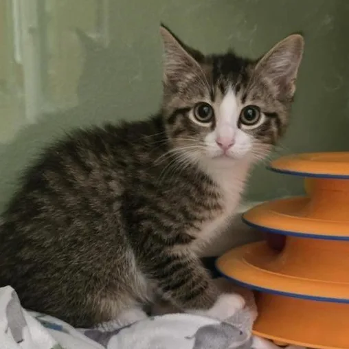 A baby medium-sized male Tabby (Brown / Chocolate) Domestic Short Hair cat named Raphael for adoption in Prince Frederick, MD