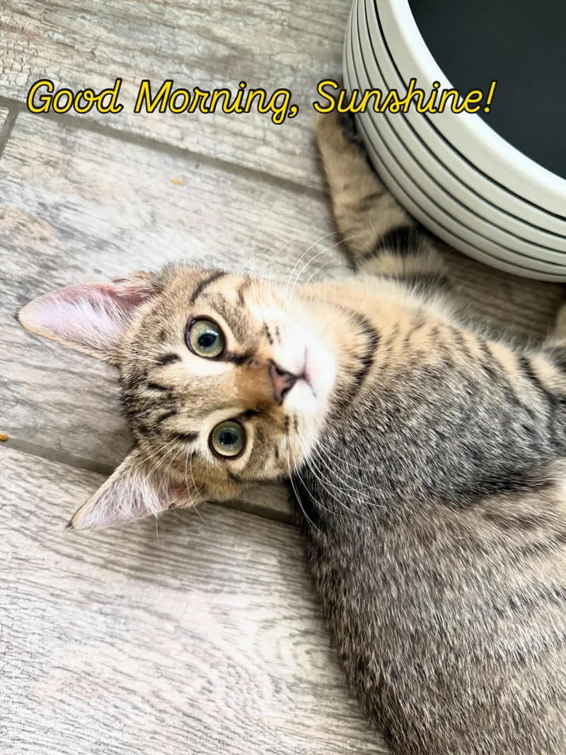 A baby small-sized male Tabby (Buff / Tan / Fawn) Domestic Short Hair cat named Megatron for adoption in Warminster, PA