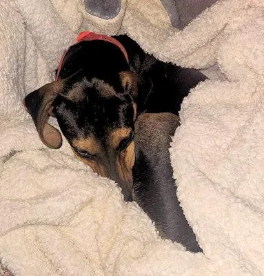 Buddy Love thumbnail 2