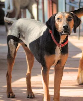 Buddy Love thumbnail 3