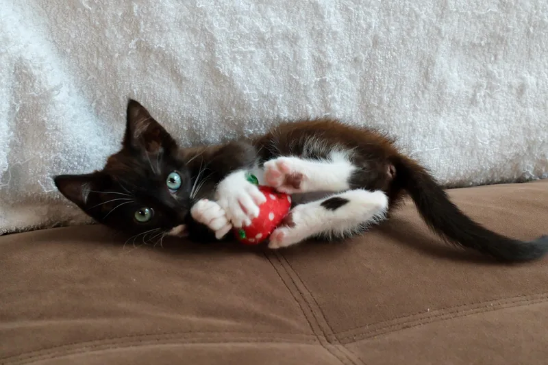 A baby small-sized male Brown / Chocolate Tuxedo cat named Lord Boots for adoption in San Diego, CA