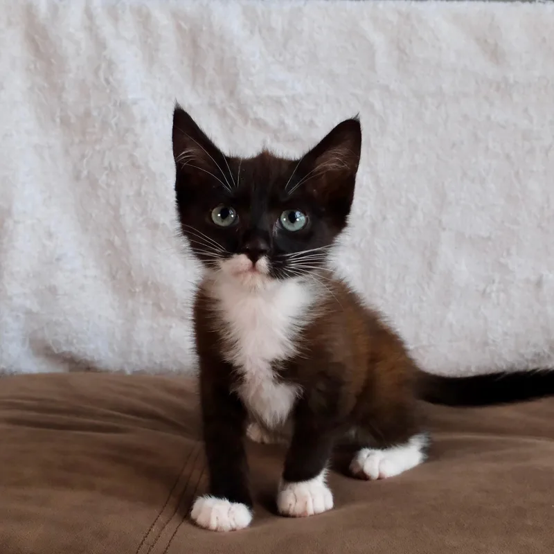 Lord Boots thumbnail 2