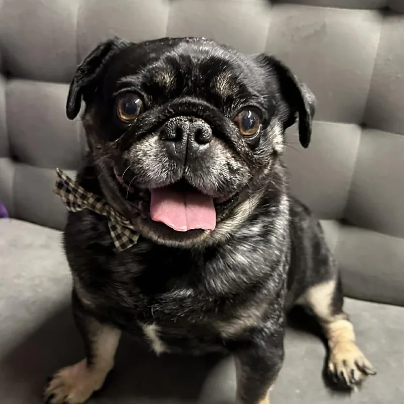 An adult small-sized male Pug dog named Mac  Home Visit for adoption in Hartland, WI