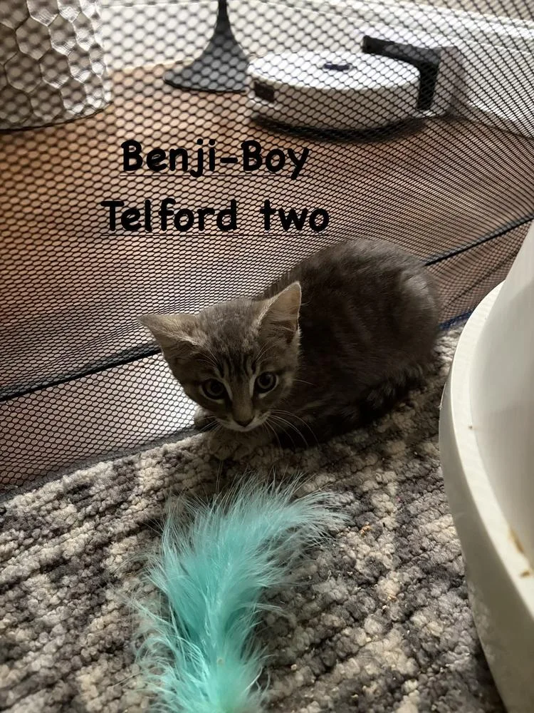 A baby small-sized male Domestic Short Hair cat named Benji for adoption in Telford, PA