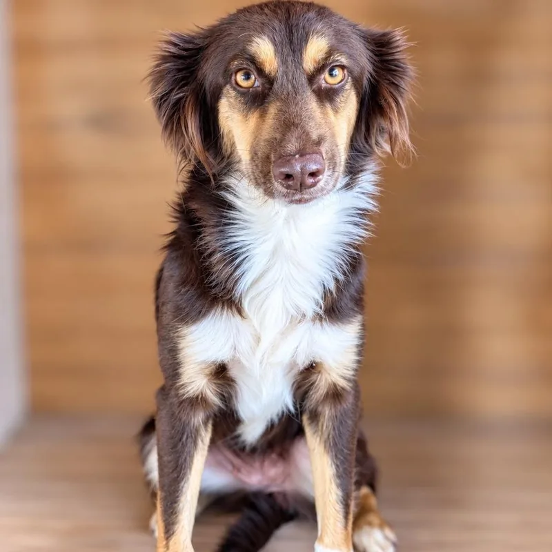 A young small-sized female Australian Shepherd dog named Sia for adoption in Fredericksburg, TX