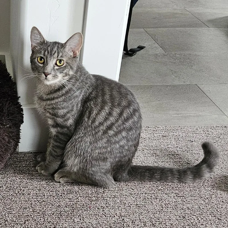 A young small-sized male Gray / Blue / Silver Domestic Short Hair cat named Monkey Bars Orr for adoption in Eagle Mountain, UT