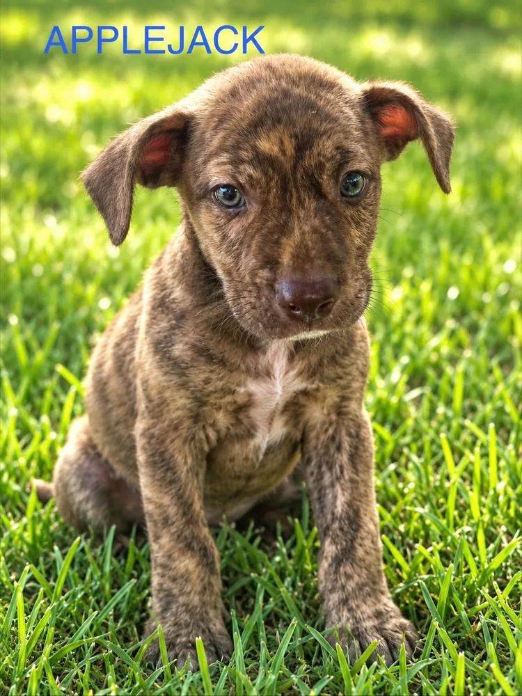 A baby medium-sized male Pit Bull Terrier dog named Applejack for adoption in Jefferson Hills, PA