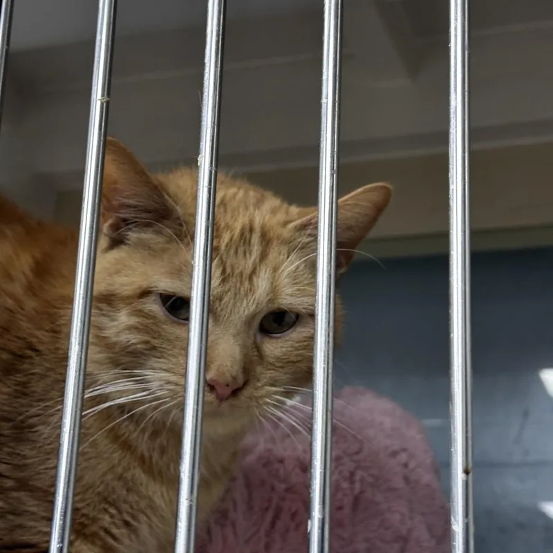 An adult small-sized male Domestic Short Hair cat named Oliver for adoption in Pleasant Hill, MO