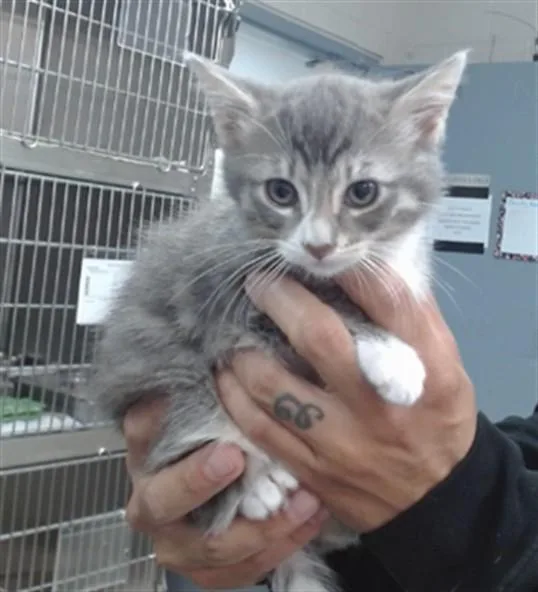 A baby medium-sized male Domestic Short Hair cat named Smokey for adoption in Salinas, CA