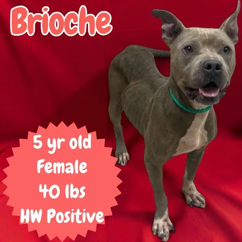 Brioche thumbnail 2