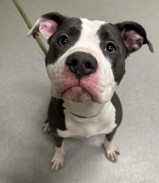 An adult small-sized female Pit Bull Terrier dog named Loyalty for adoption in Indianapolis, IN