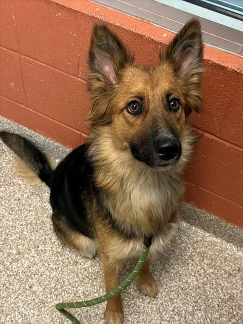 A young medium-sized female German Shepherd Dog dog named Nola for adoption in Pueblo, CO