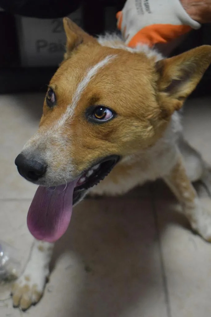 A young medium-sized male Australian Cattle Dog / Blue Heeler dog named Red for adoption in Pahrump, NV