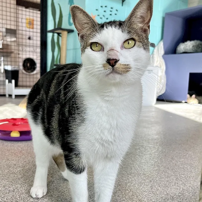 An adult large-sized male Domestic Short Hair cat named Maxwell for adoption in Englewood, FL