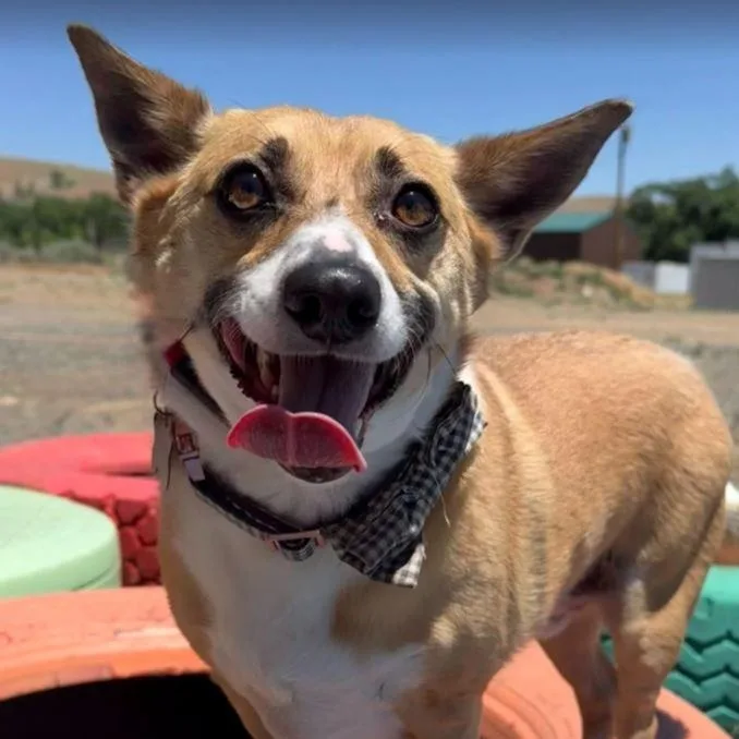 A young medium-sized male Pembroke Welsh Corgi dog named Patchi for adoption in Washoe Valley, NV