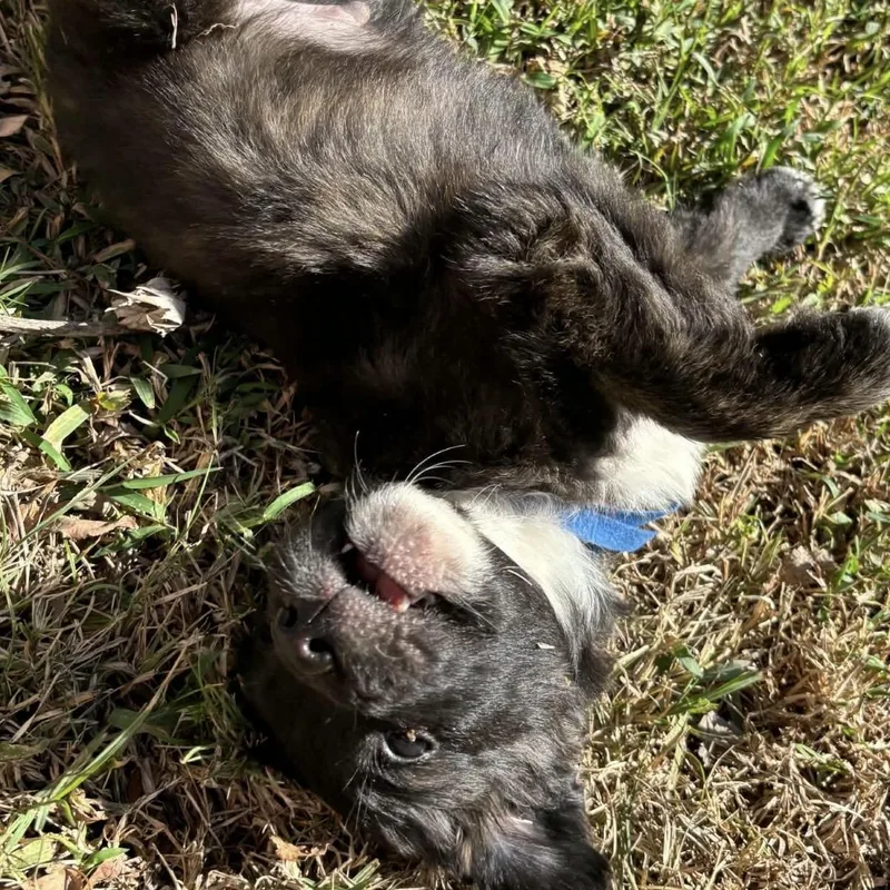 A baby medium-sized male Australian Shepherd dog named Frankie for adoption in Pelham, NH