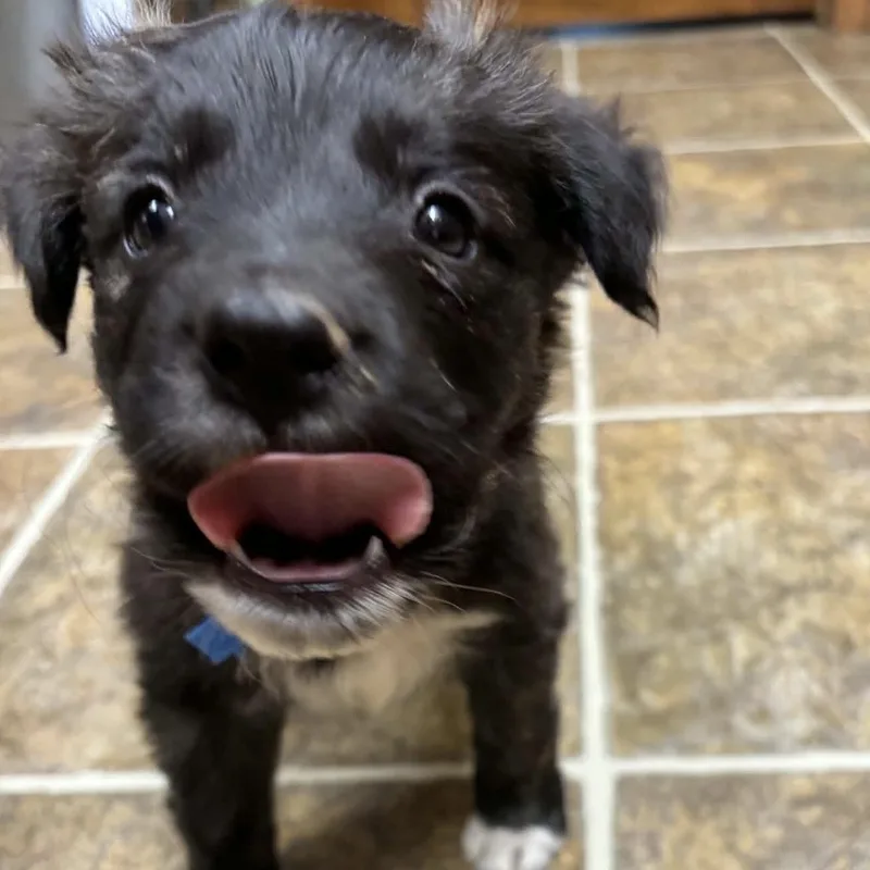 Frankie thumbnail 2