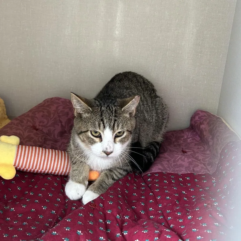 A young small-sized male Domestic Short Hair cat named Bobby for adoption in Conway, NH
