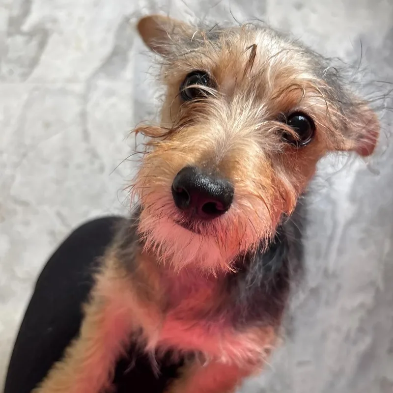 A baby small-sized male Yellow / Tan / Blond / Fawn Mixed Breed dog named Enzo for adoption in Oak Hill, WV