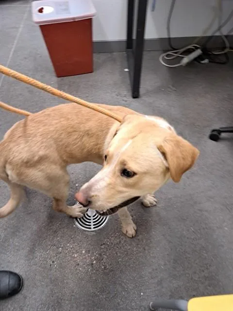 A young large-sized male Labrador Retriever dog named Douglas for adoption in Mesa, AZ