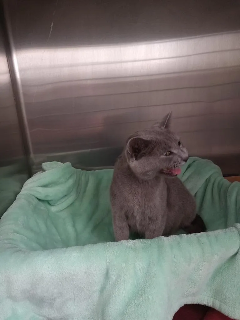 A young small-sized female Domestic Short Hair cat named Blue Moon retired momma for adoption in Pierceton, IN