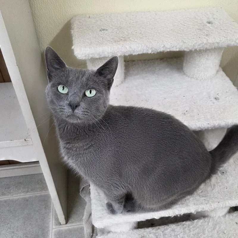 An adult medium-sized female Gray / Blue / Silver Domestic Short Hair cat named Oprah for adoption in Pontiac, IL