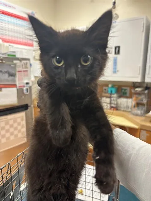 A baby small-sized male Domestic Medium Hair cat named Dreamboat for adoption in Martinez, CA