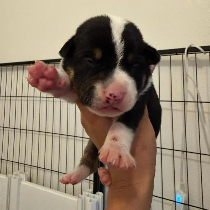 A baby small-sized male Black Black Labrador Retriever dog named Hershey for adoption in Tampa, FL