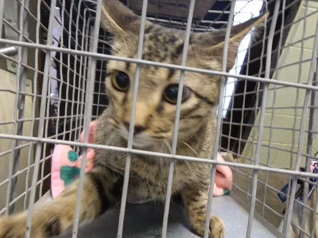 A young medium-sized male Domestic Medium Hair cat named Dale for adoption in Tulsa, OK