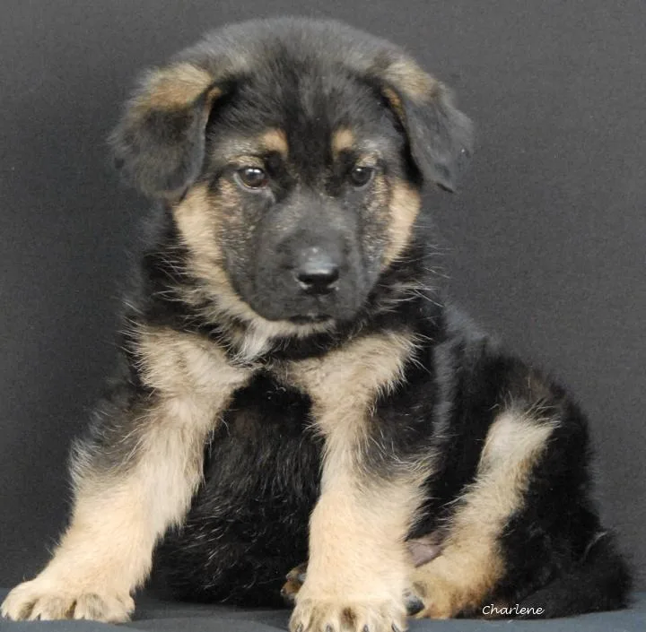 A baby medium-sized male Black German Shepherd Dog dog named Schnitzel Biscuit for adoption in Newland, NC