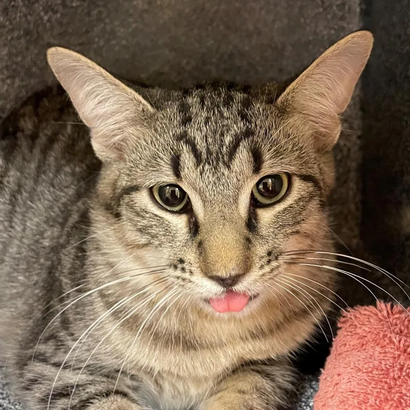 A young medium-sized male Domestic Short Hair cat named Tony for adoption in Norman, OK
