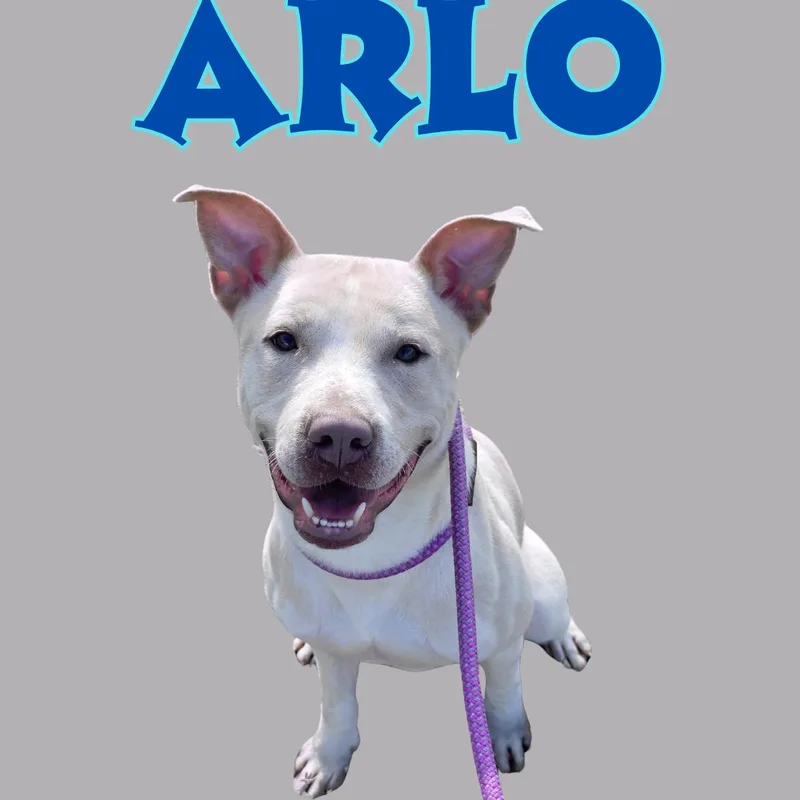Arlo