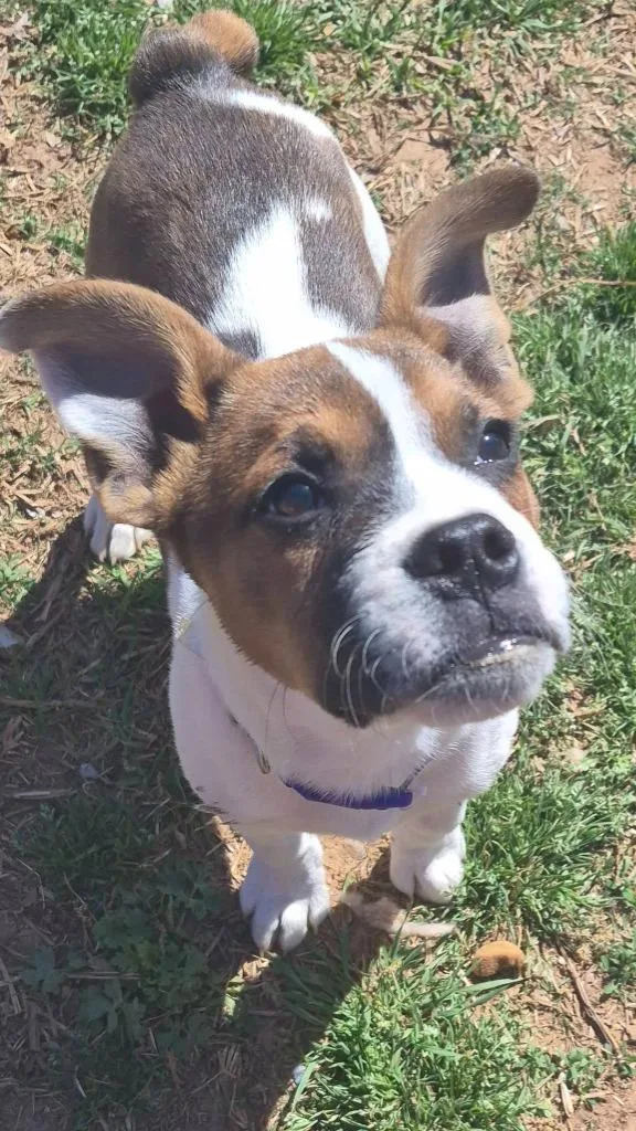 A baby medium-sized male Mixed Breed dog named Hippo for adoption in Fond Du Lac, WI