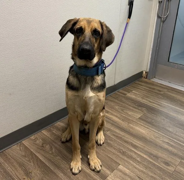 An adult large-sized male Shepherd dog named Marvin for adoption in San Diego, CA