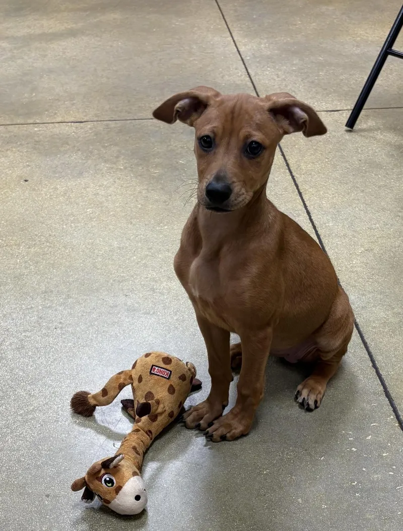 Penny