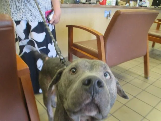 An adult large-sized male Pit Bull Terrier dog named Maverick for adoption in Ocala, FL