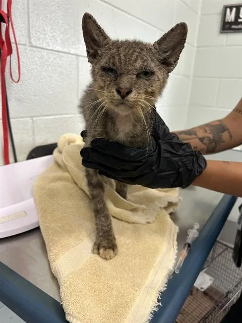A young small-sized male Domestic Short Hair cat named Edgar Allen Paw for adoption in Corpus Christi, TX