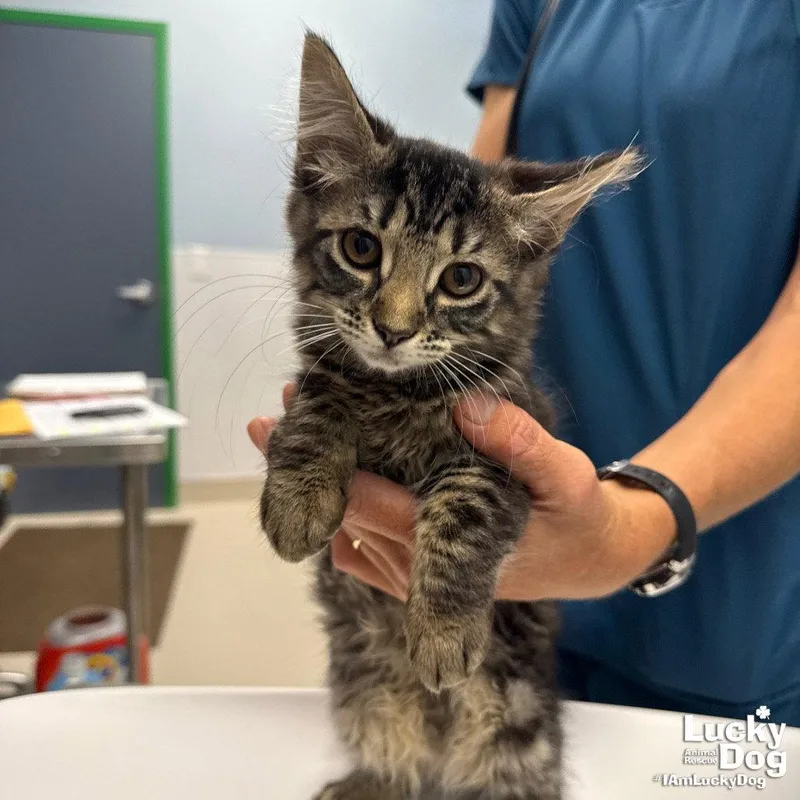 A baby medium-sized female Domestic Short Hair cat named Pebble for adoption in Washington, DC