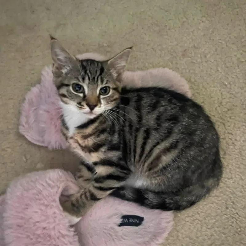 A baby medium-sized female Tabby (Gray / Blue / Silver) Domestic Short Hair cat named Linda for adoption in Phoenixville, PA