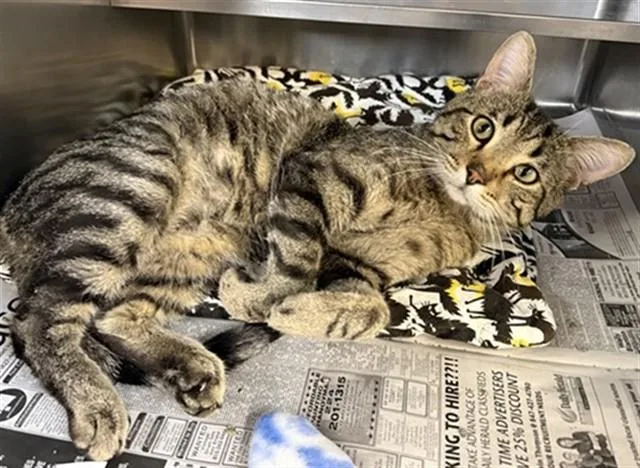An adult large-sized male Domestic Short Hair cat named Burgundy for adoption in Aurora, IL