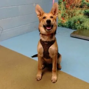 A baby medium-sized female Tricolor (Brown, Black, & White) Shepherd dog named Save Me Please Shayla for adoption in San Marcos, CA