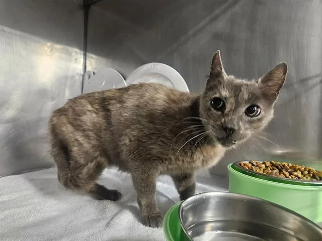 A young medium-sized female Domestic Short Hair cat named Frida for adoption in Panama City, FL