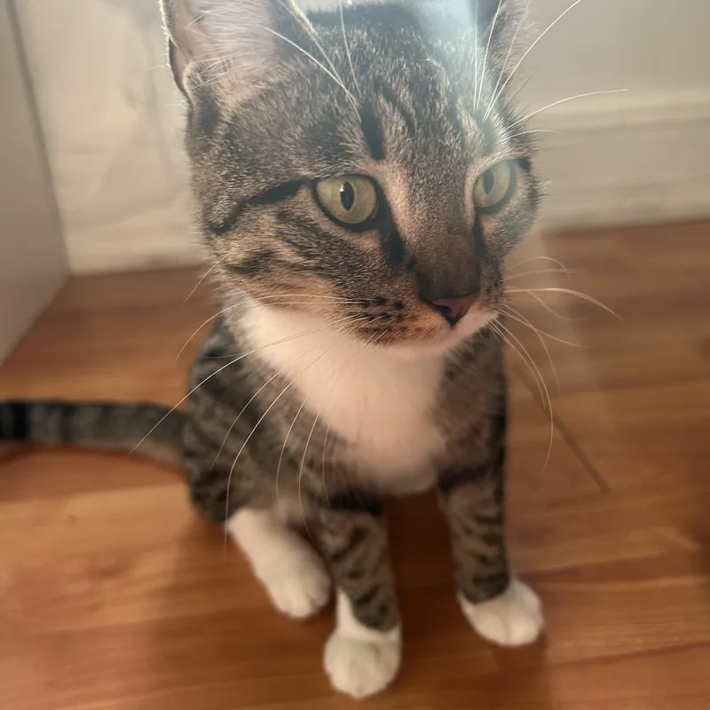 Princess Coming In thumbnail 2