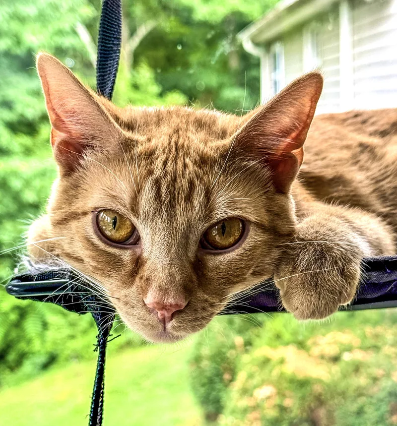 A baby medium-sized male Orange / Red Domestic Short Hair cat named Sunny for adoption in Johnson City, TN