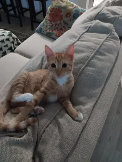 A baby small-sized male Orange & White Domestic Short Hair cat named Rowdy for adoption in Liverpool, TX