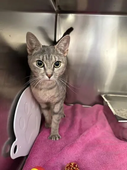 An adult small-sized female Domestic Short Hair cat named Zara for adoption in Scotia, NY