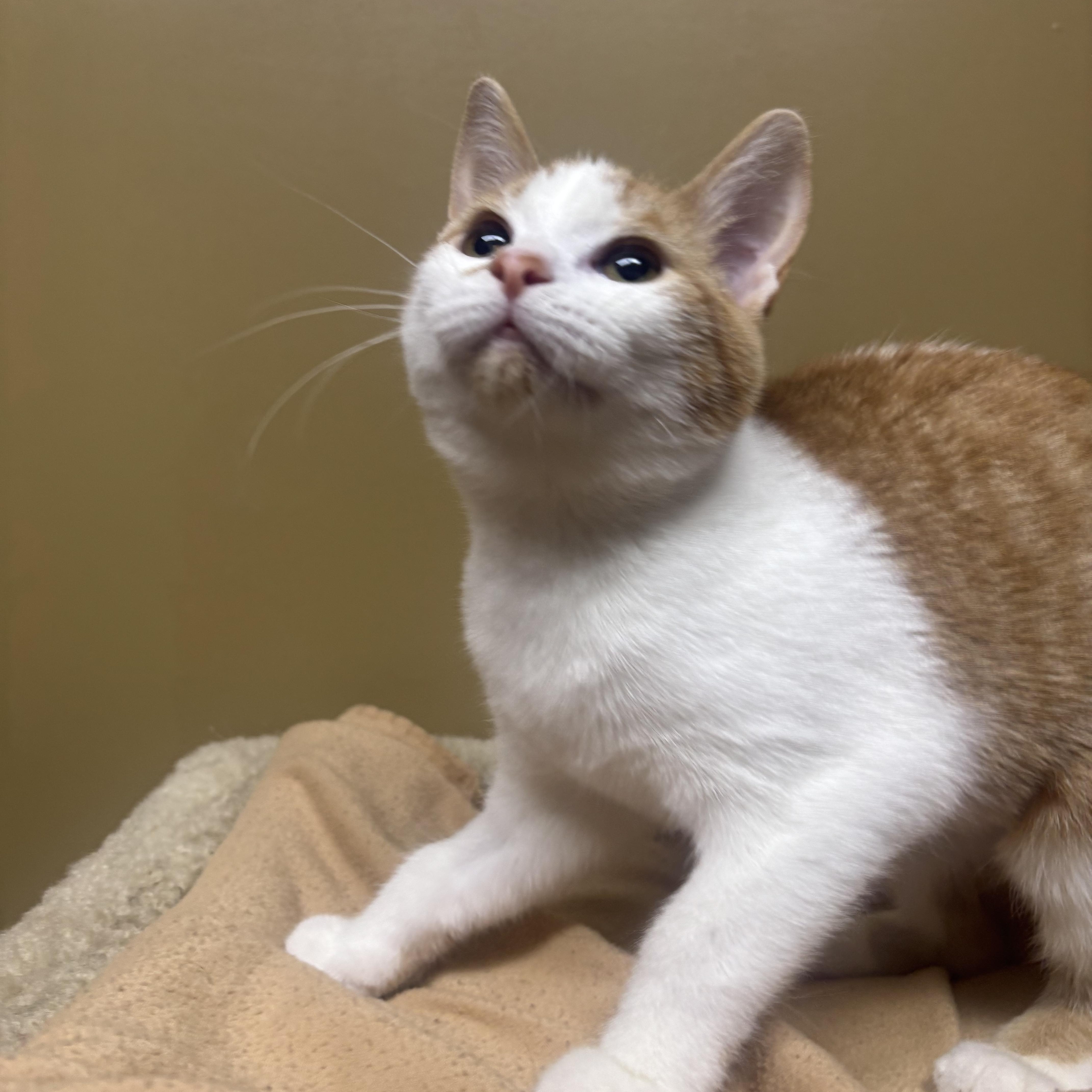 A young medium-sized female Orange & White Domestic Short Hair cat named Rubik's Cube for adoption in Oswego, IL