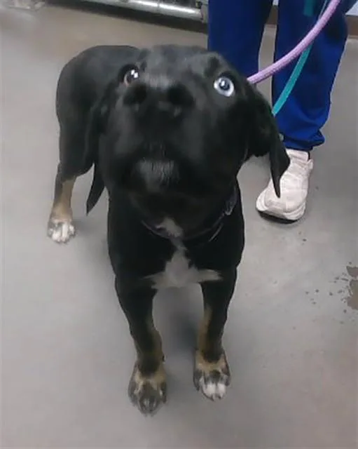 A young large-sized male Labrador Retriever dog named Ollie for adoption in Phoenix, AZ