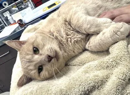 Mighty Mouse thumbnail 2