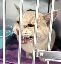 Mighty Mouse thumbnail 3